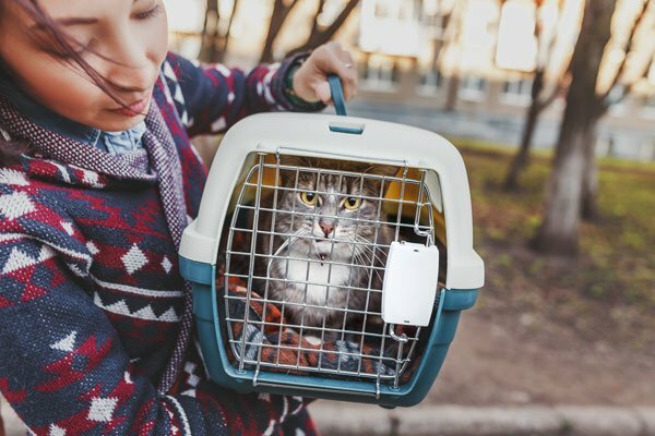 Featured image for What is the Cost of Cat Boarding and is it Worth it? post