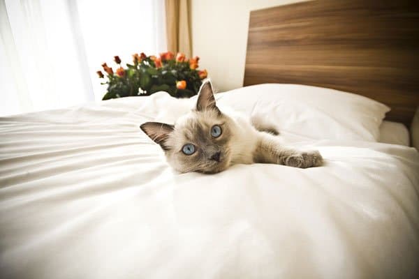 Average cost sales of cat boarding