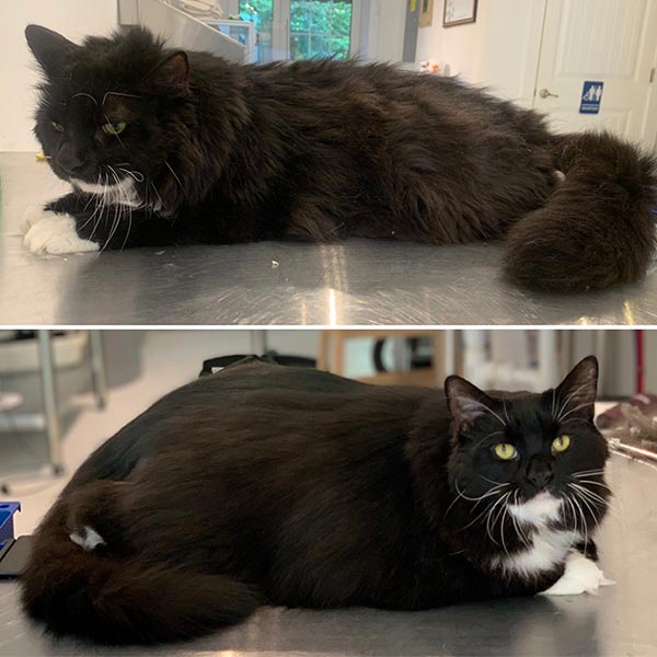 Long haired cat grooming deals