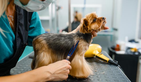 grooming clean workspace