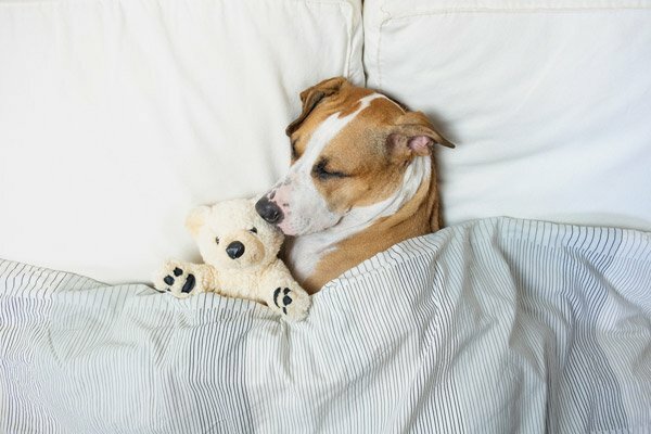 Featured image for Do Dogs Dream? Everything You Need To Know About The Science Of Doggie Sleep post