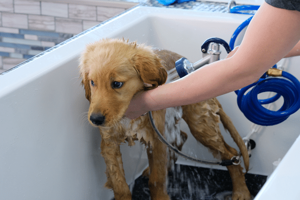dog grooming fails