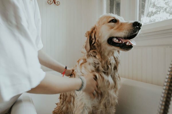 Featured image for The Risks of DIY Dog Grooming: 5 Reasons to visit a Pro post