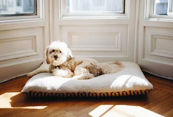 Featured image for These Funky, Modern Dog Beds Your Dog Is Sure To Love post