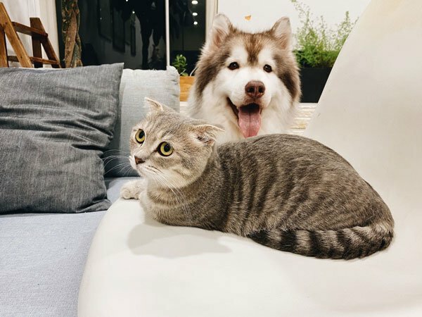 Featured image for Boarding Cats and Dogs That Are Part of Same Family post