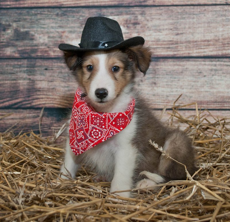DaySmart | National Dress Up Your Pet Day: The Best Pet Costumes!