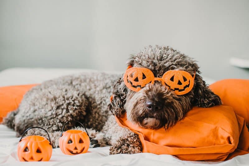 dog halloween event