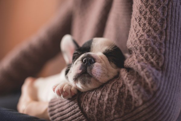 do dogs dream
