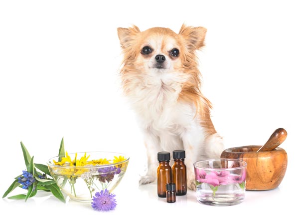 best dog calming aid