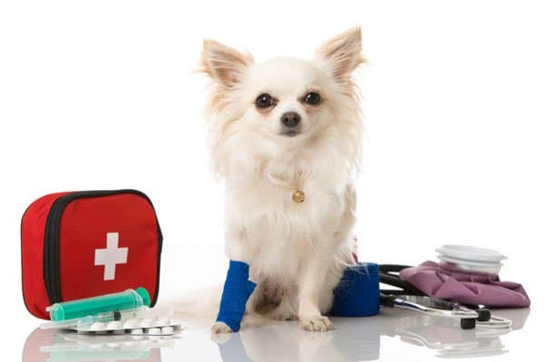dog first aid kit