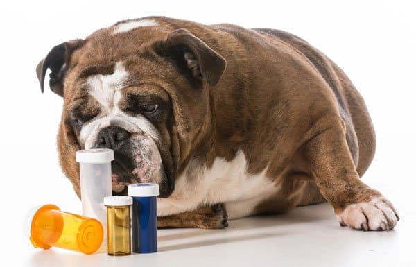 dog first aid kit
