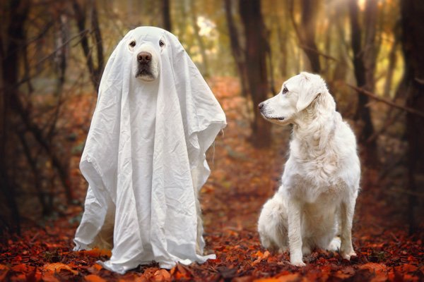 CAN DOGS SEE GHOSTS