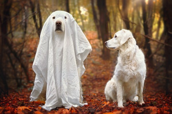 Featured image for Can Dogs See Ghosts and Other Supernatural Beings? Find Out The Facts post