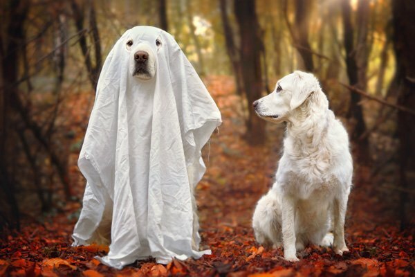 https://www.daysmart.com/pet/wp-content/uploads/sites/4/2023/09/dog-ghost-1_2023-09-20-14-53-30.jpg