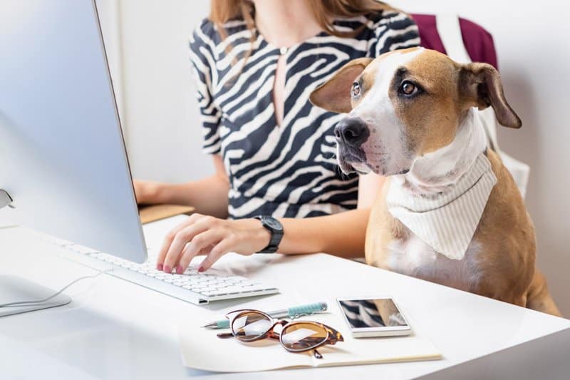 dog grooming business