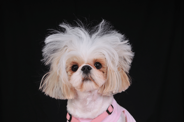 dog grooming fails