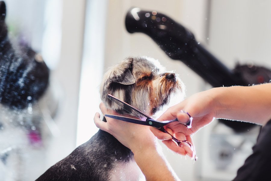 dog grooming shears, dog grooming guide
