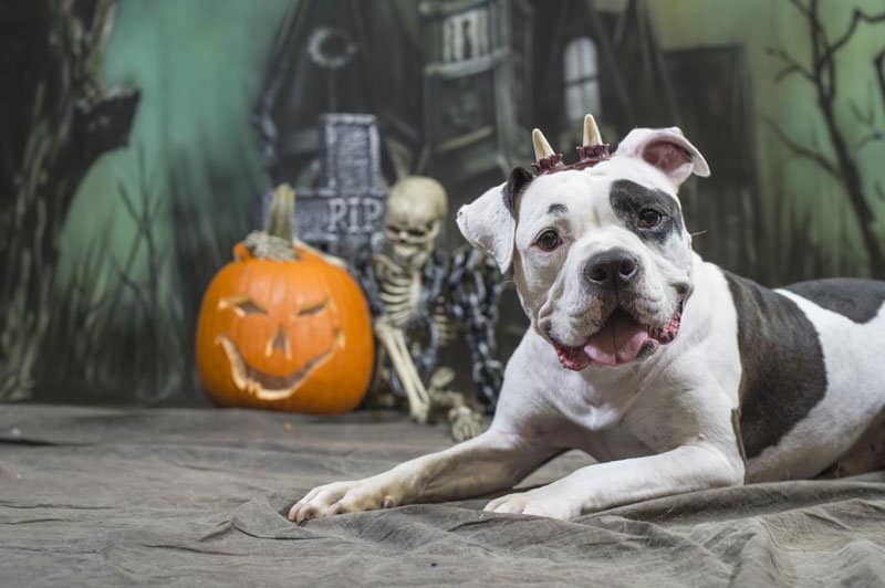 dog halloween event