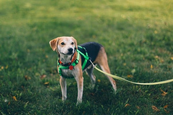 how to walk a dog