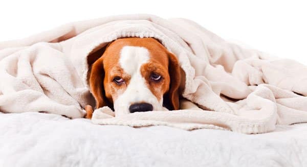 dog first aid kit