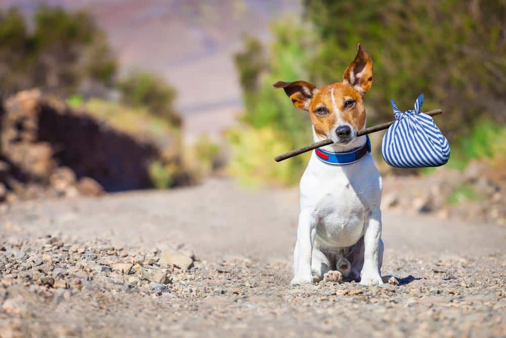 how to find lost dogs
