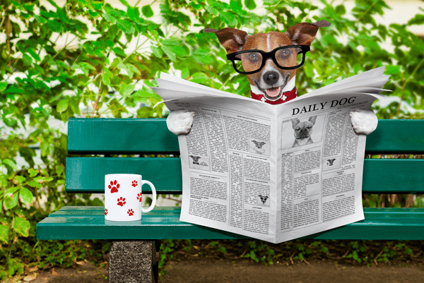 dog newspaper