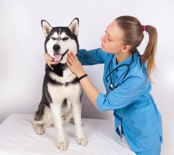 what is toxic to dogs