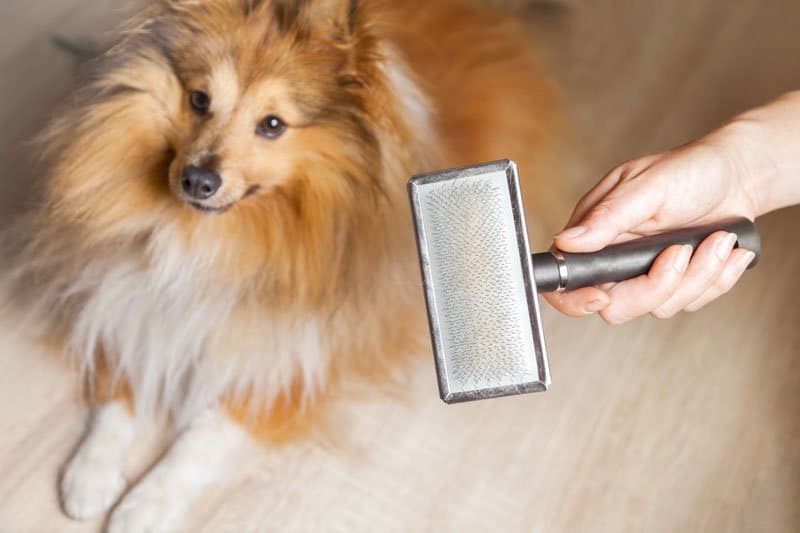 Animal grooming best sale supplies