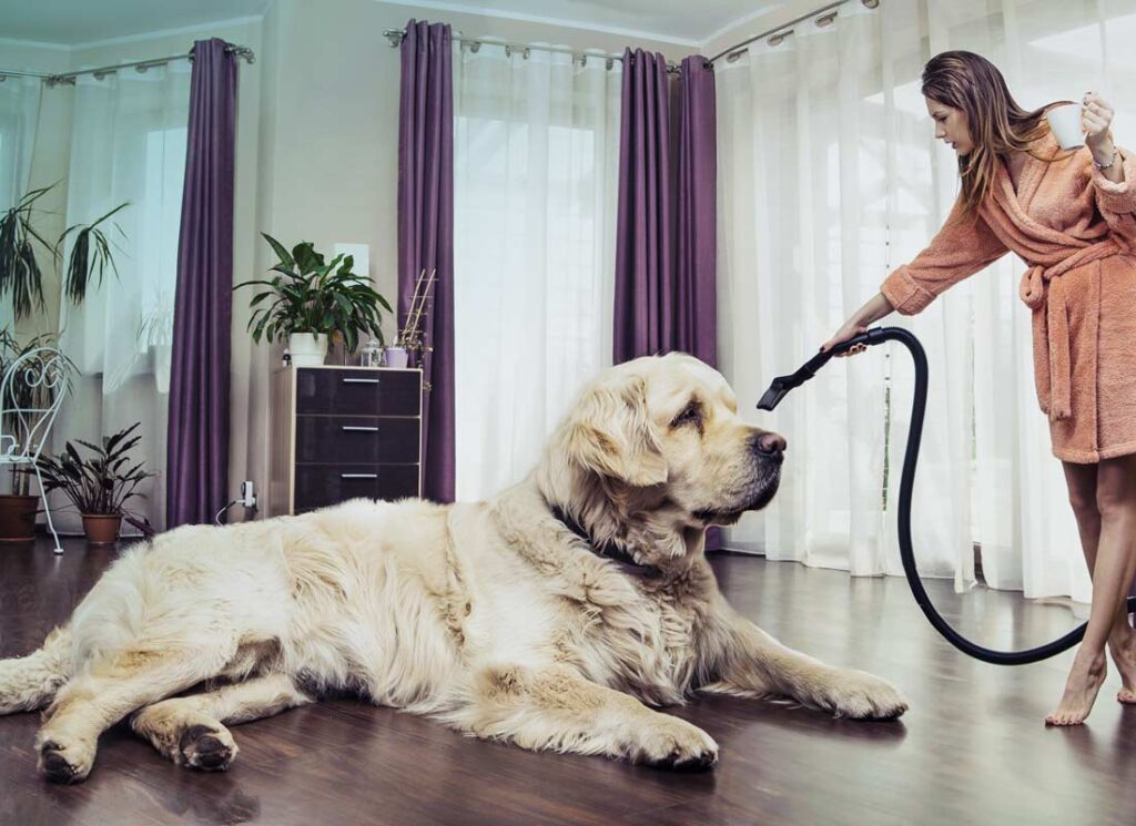 dog shedding