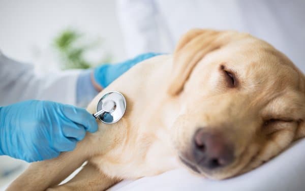 what is toxic to dogs