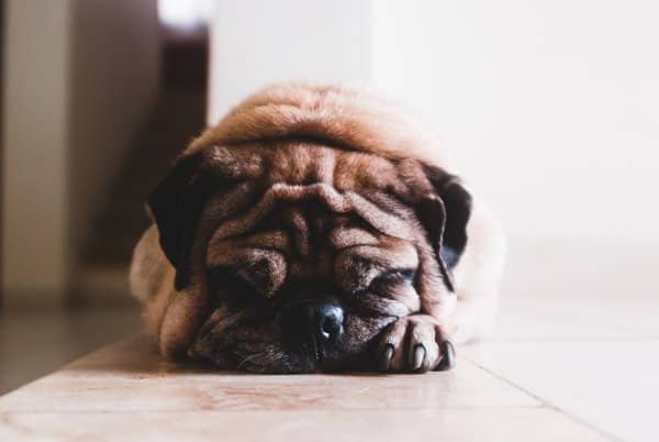 do dogs dream