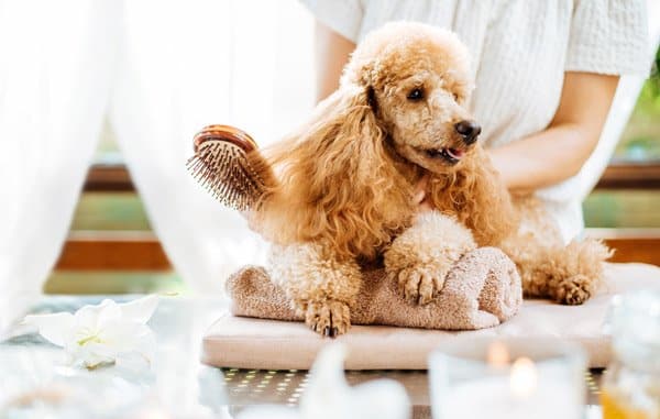 pet grooming services