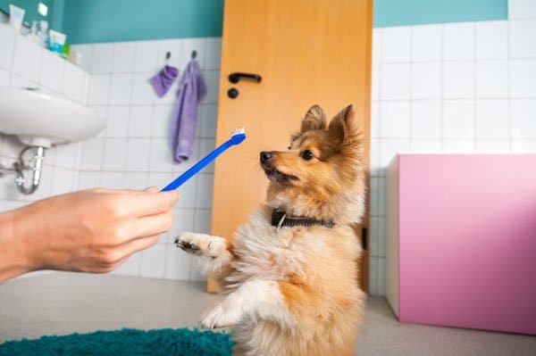 how to brush dogs teeth