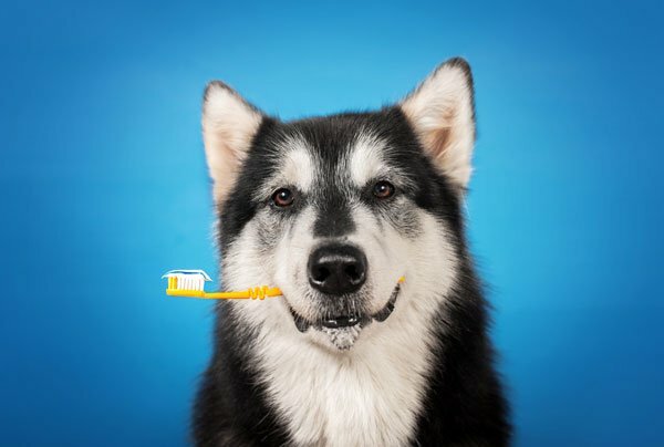 Featured image for How to Brush Your Dog’s Teeth (And Why You Should Make It a Priority!) post