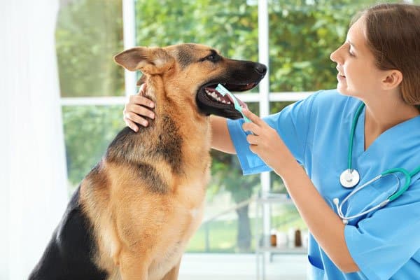 how to brush your dogs teeth