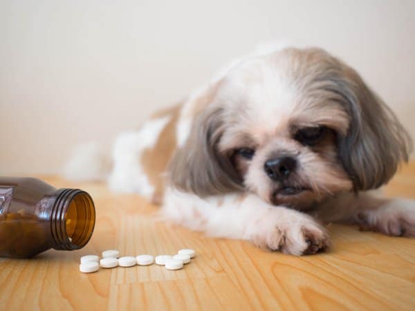 what is toxic to dogs