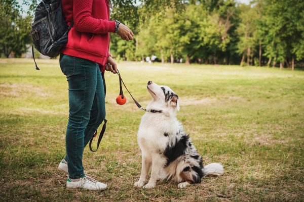 dog training