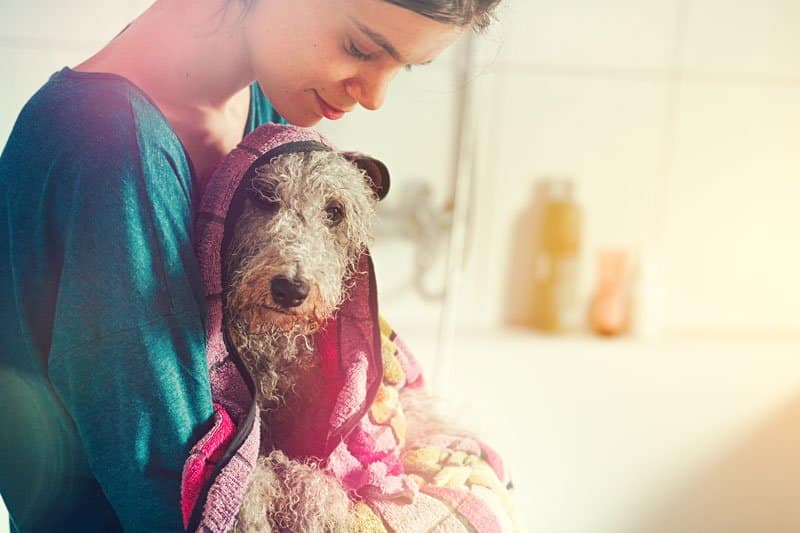 dog grooming