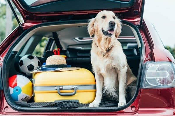 Featured image for What to Pack When Boarding Your Dog? Find Out Here! post