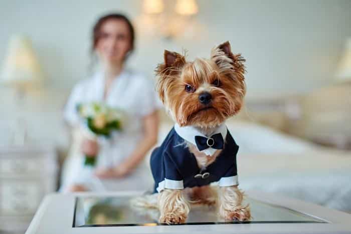 dog wedding