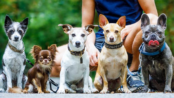dog temperment test