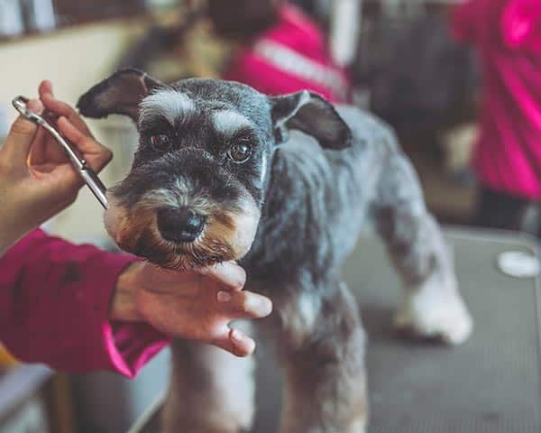 grooming gift card
