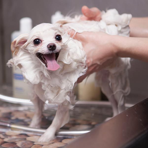 dog grooming shampoo