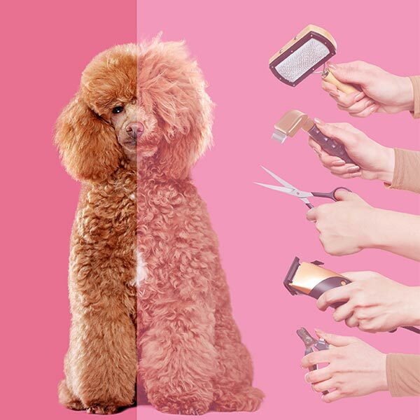 Featured image for What Every Dog Groomer Needs to Know about Pet Grooming Tools post