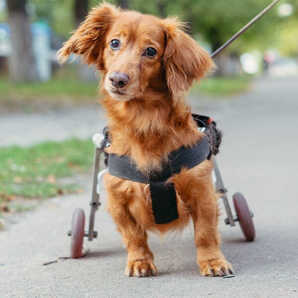 Featured image for Vital Information about Dog Prosthetics post