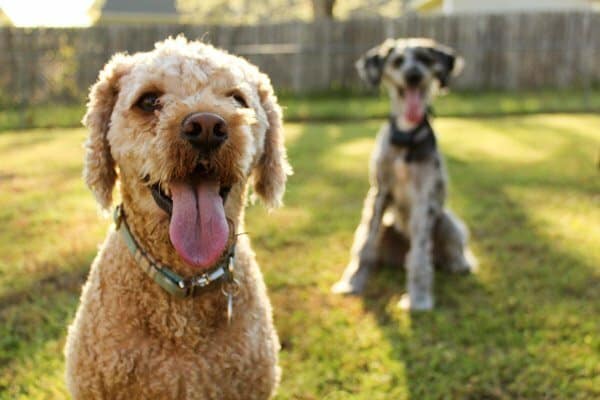 Featured image for What To Expect When Working At A Dog DayCare post