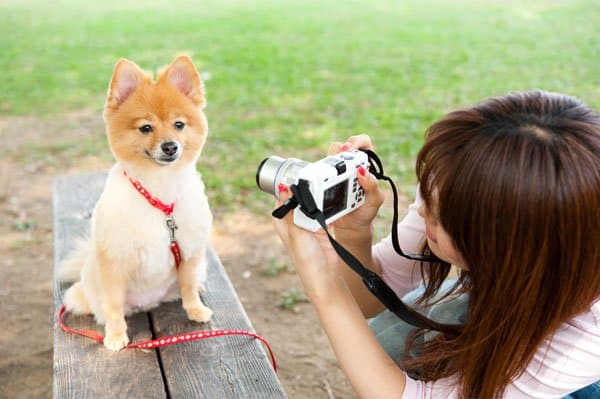 dog instagram