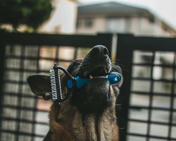 double coated dog
