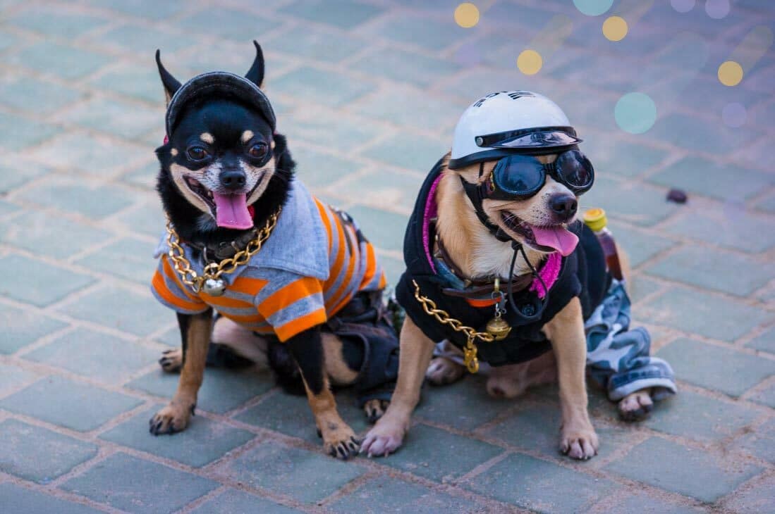 DaySmart National Dress Up Your Pet Day The Best Pet Costumes