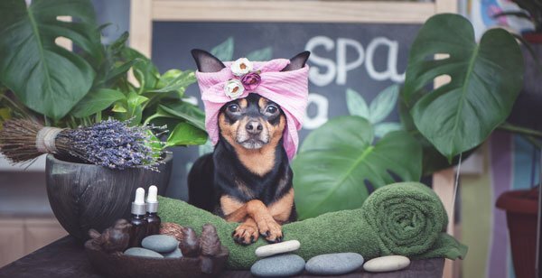 Featured image for Dog Spa & Resort: Learn More About This New Pet Trend post